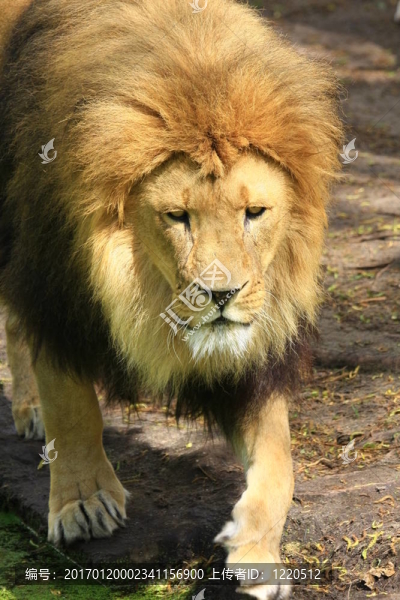 獅子