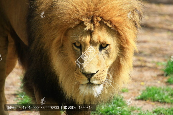 獅子