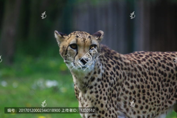獵豹