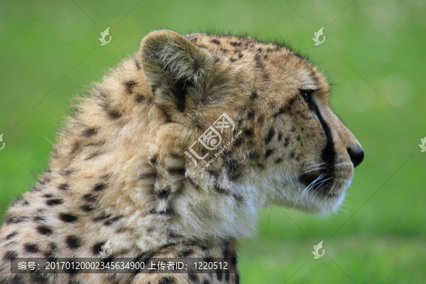獵豹