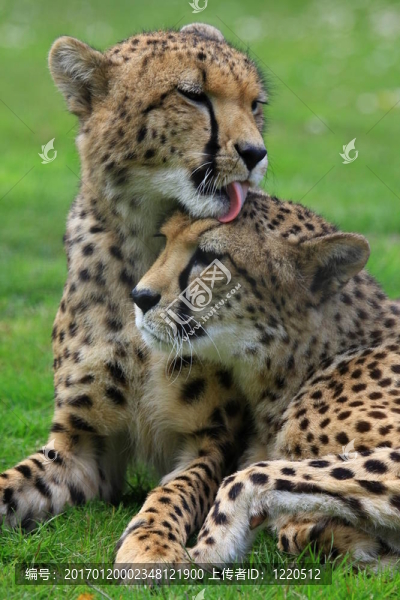 獵豹