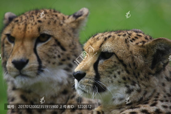 獵豹