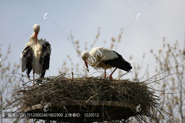 鸛