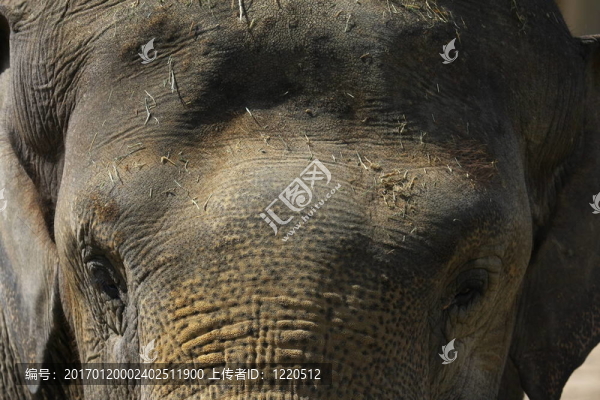 Elefant