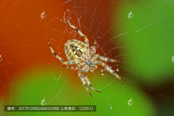 十字園蛛（Araneus,diadematus）