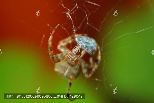 十字園蛛（Araneus,diadematus）