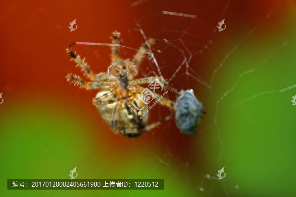 十字園蛛（Araneus,diadematus）