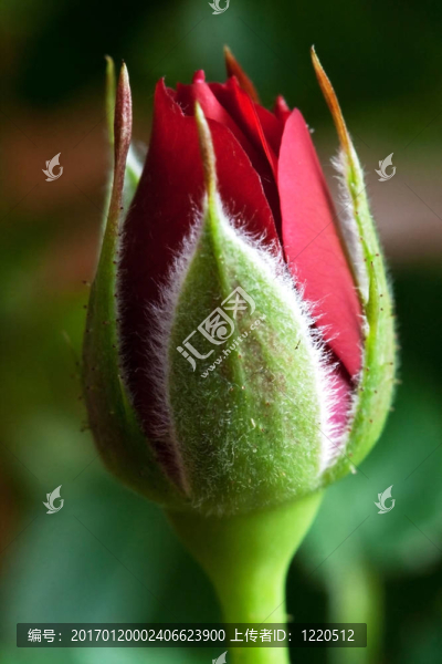 紅玫瑰花蕾