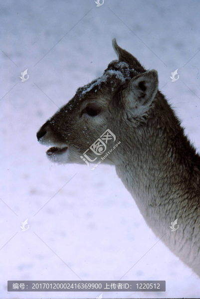 Fallow,Deer（鹿）頭h-129
