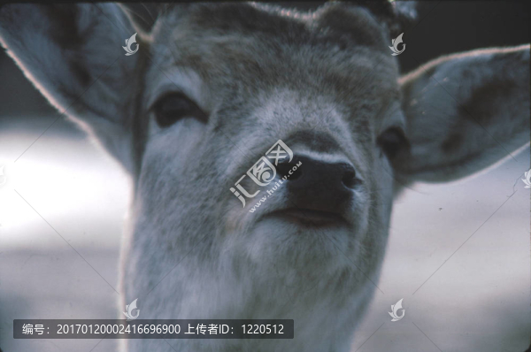 小鹿的臉h-126