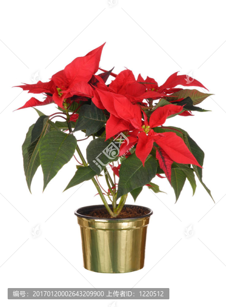 一品紅-匯圖網(wǎng) www.fosd68.com 一品紅