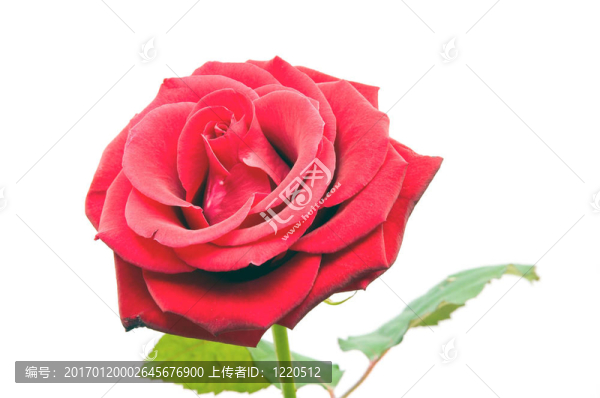 紅玫瑰
