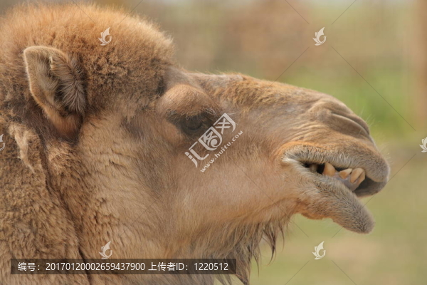 駱駝