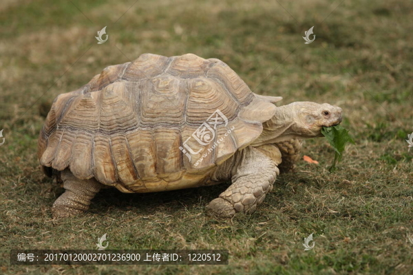 烏龜