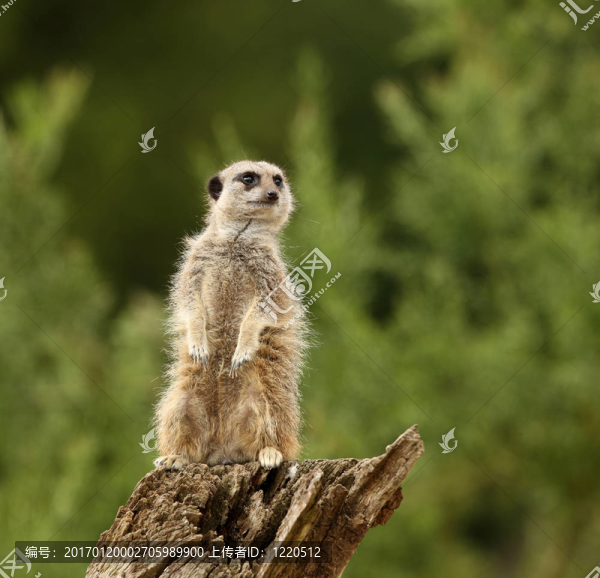 meercat