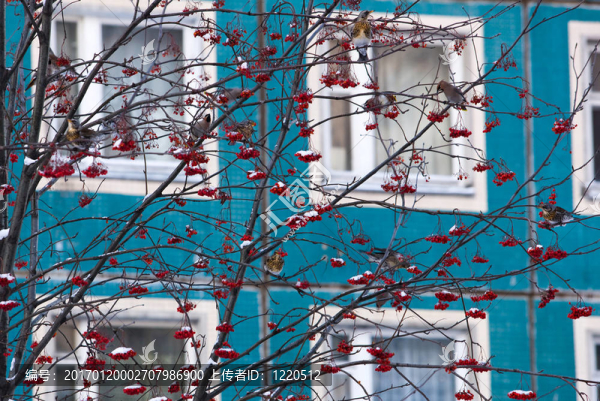 鳥的rowantree