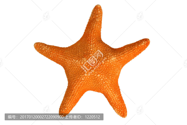 橙色海星；在白色背景上分離