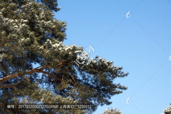 松樹在冬天