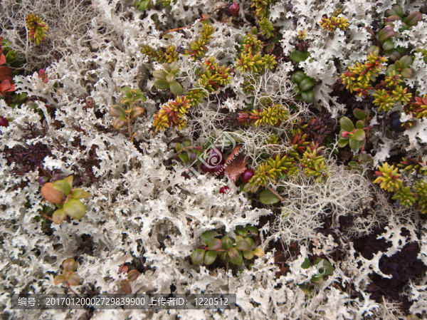 地衣-匯圖網(wǎng) www.fosd68.com 地衣