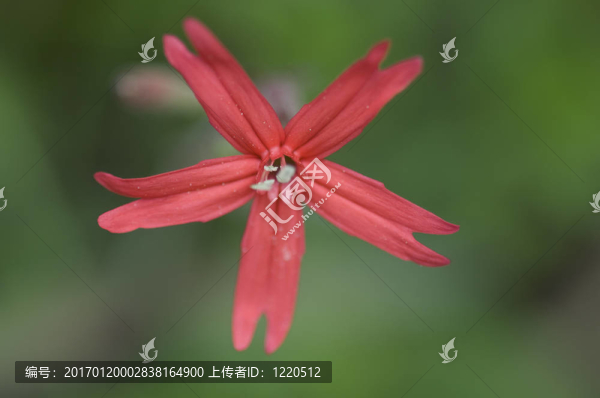 花；火粉紅