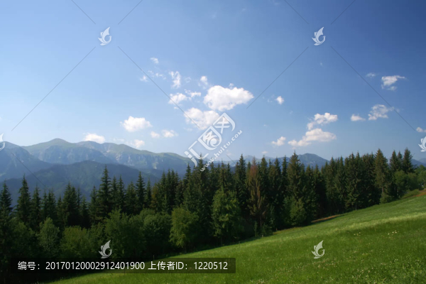 美麗的山地草甸森林觀