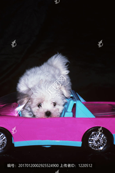 粉紅色的車馬爾濟斯犬