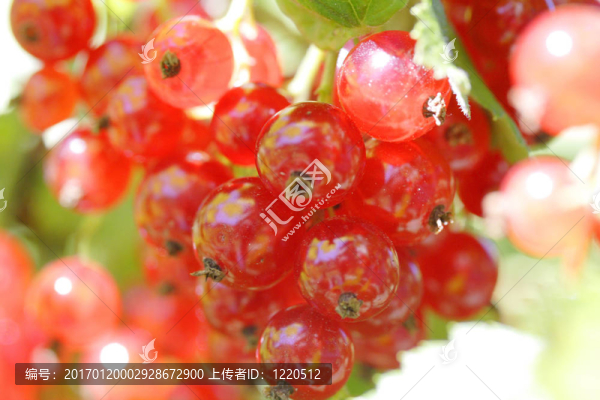 紅醋栗