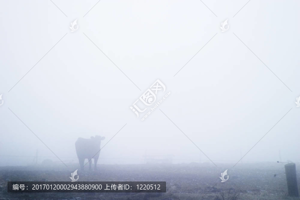 牛在霧