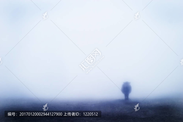 牛在霧