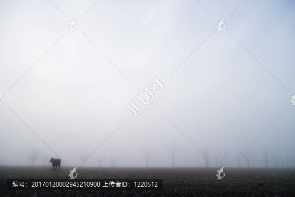 牛在草原