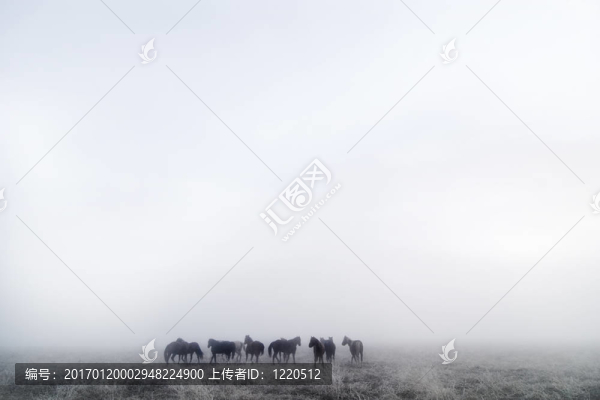 草原的馬