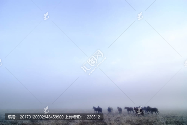 草原的馬