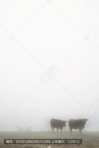 奶牛在霧