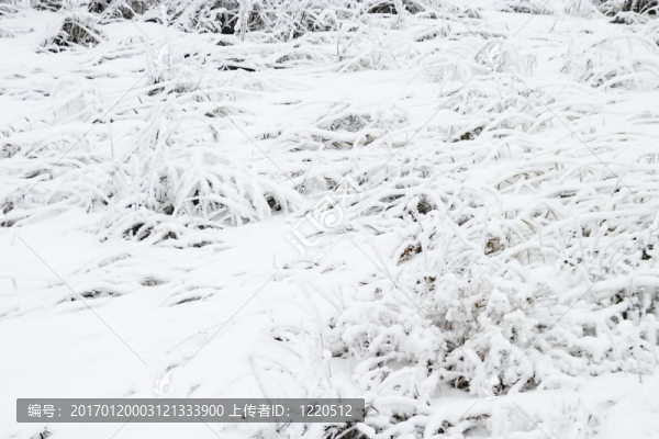 雪草