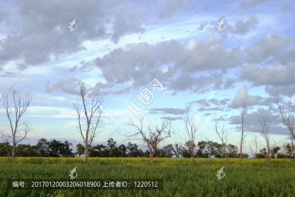 死樹景觀