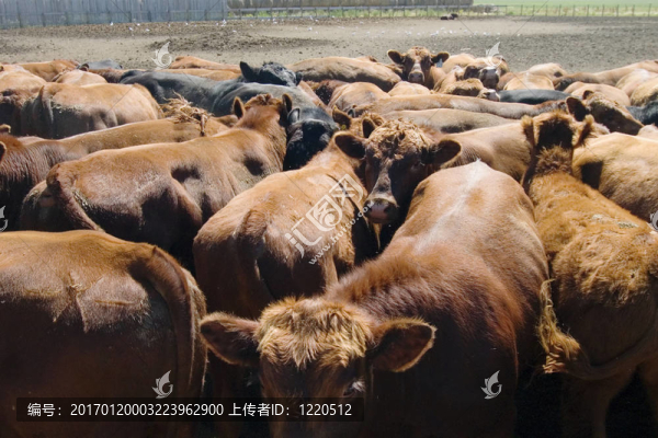 喂養(yǎng)鋪位