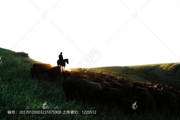 養(yǎng)牛場(chǎng)