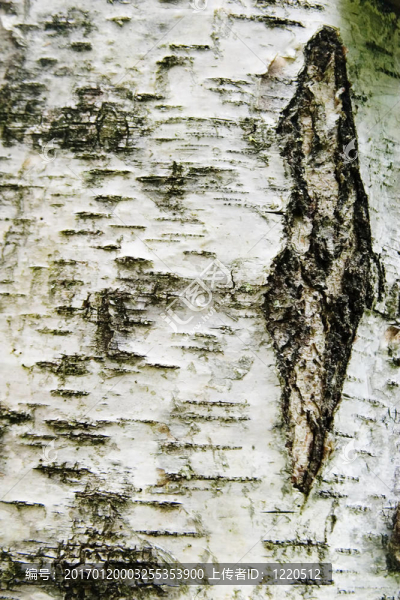 波普勒的紋理-匯圖網(wǎng) www.fosd68.com 波普勒的紋理