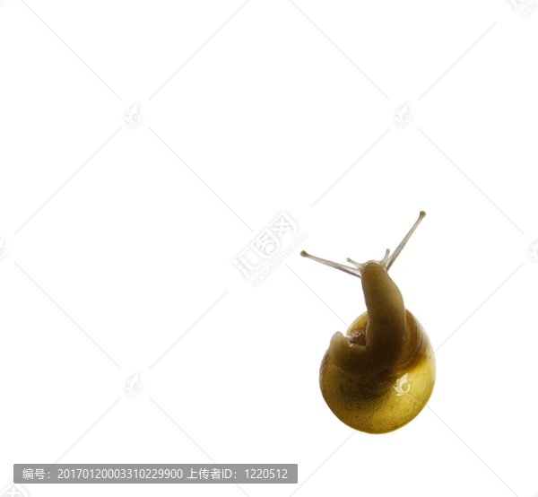 蝸牛的輪廓-匯圖網(wǎng) www.fosd68.com 蝸牛的輪廓