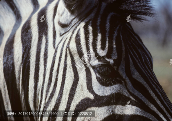 斑馬頭的特寫-匯圖網(wǎng) www.fosd68.com 斑馬頭的特寫
