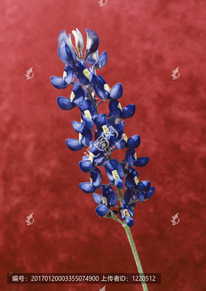 單藍(lán)帽子花-匯圖網(wǎng) www.fosd68.com 單藍(lán)帽子花