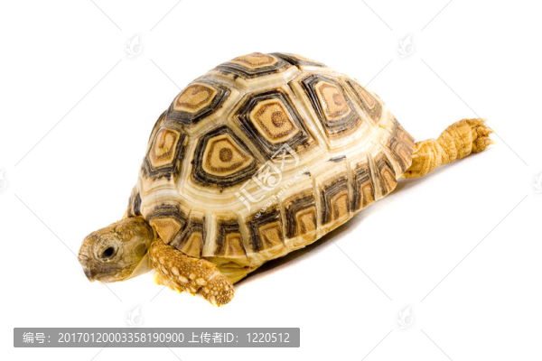 豹紋陸龜