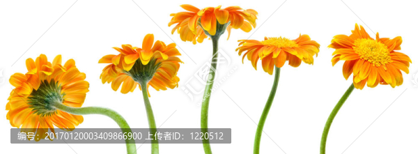橙色的花