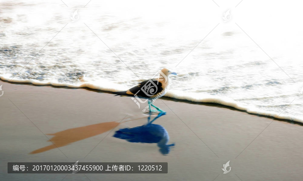 拉古納海灘