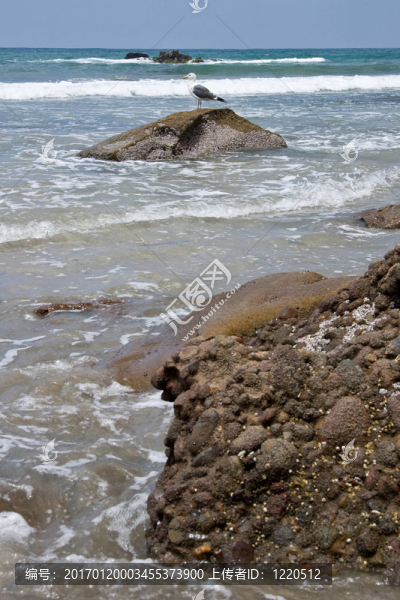 海鷗坐在巖石上