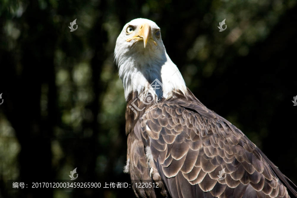禿頭鷹