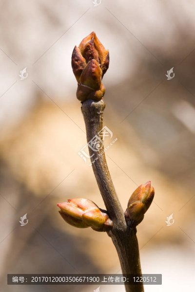 時(shí)間的春天