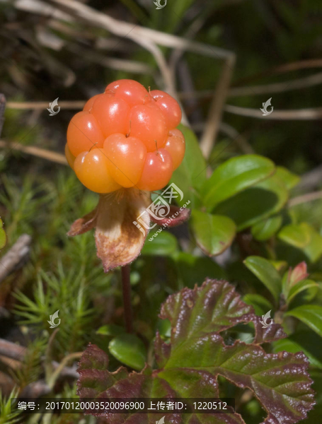 云莓-匯圖網(wǎng) www.fosd68.com 云莓