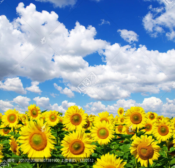 向日葵花田-匯圖網(wǎng) www.fosd68.com 向日葵花田