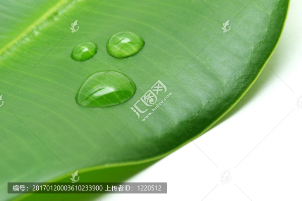 葉